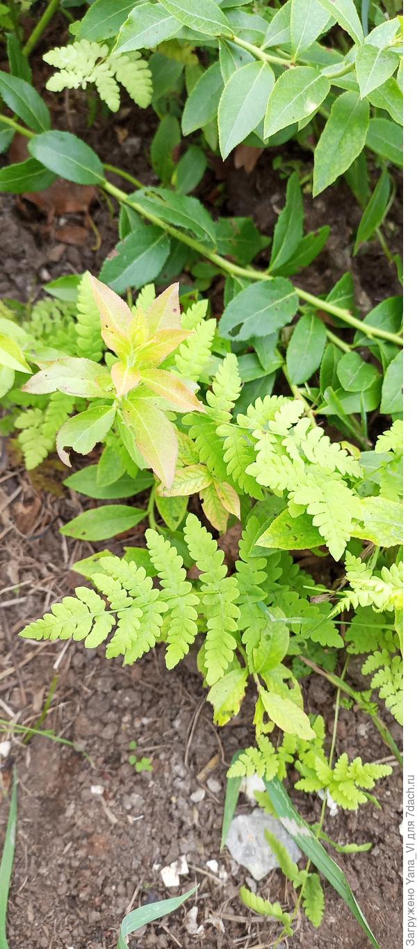 Это те пёрышки, что я не успела ещё прополоть :)