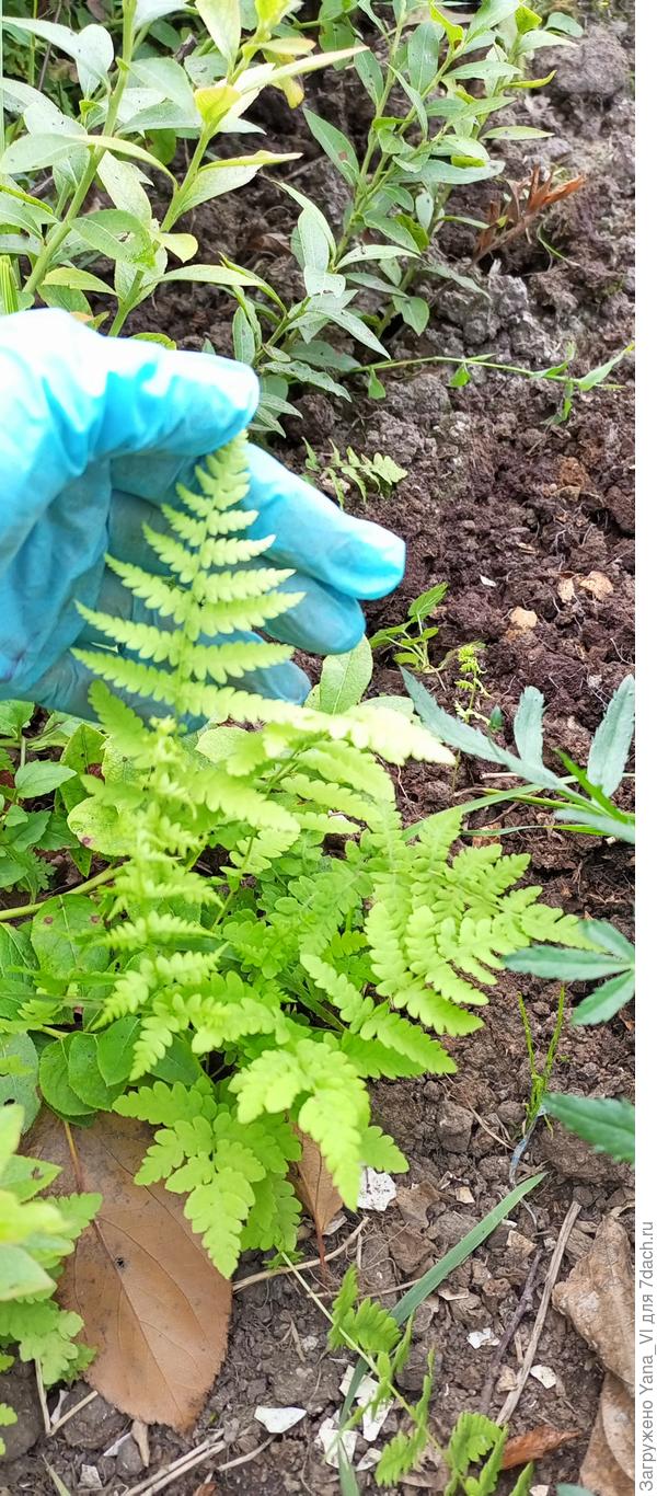 Мой папоротник - сорняк