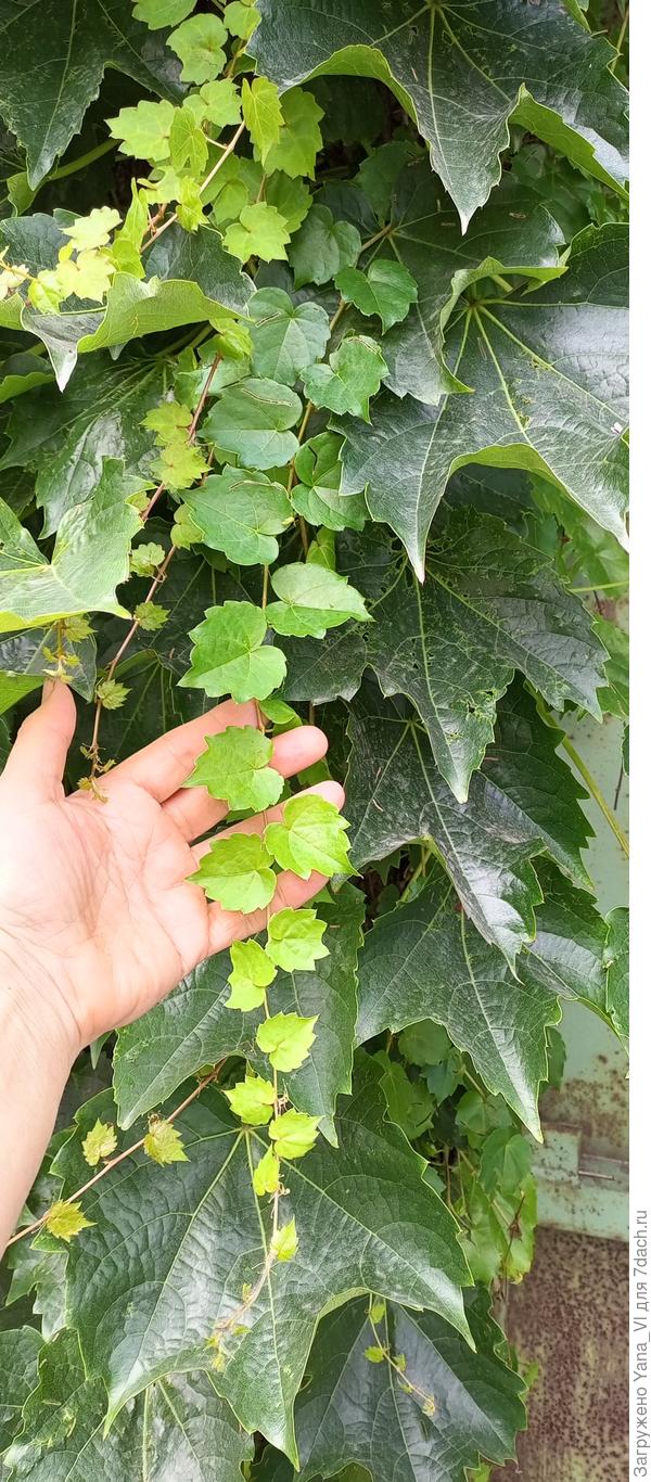 А это молодые плети на фоне старых листьев