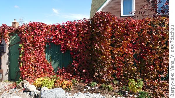 А какой он красавец осенью...