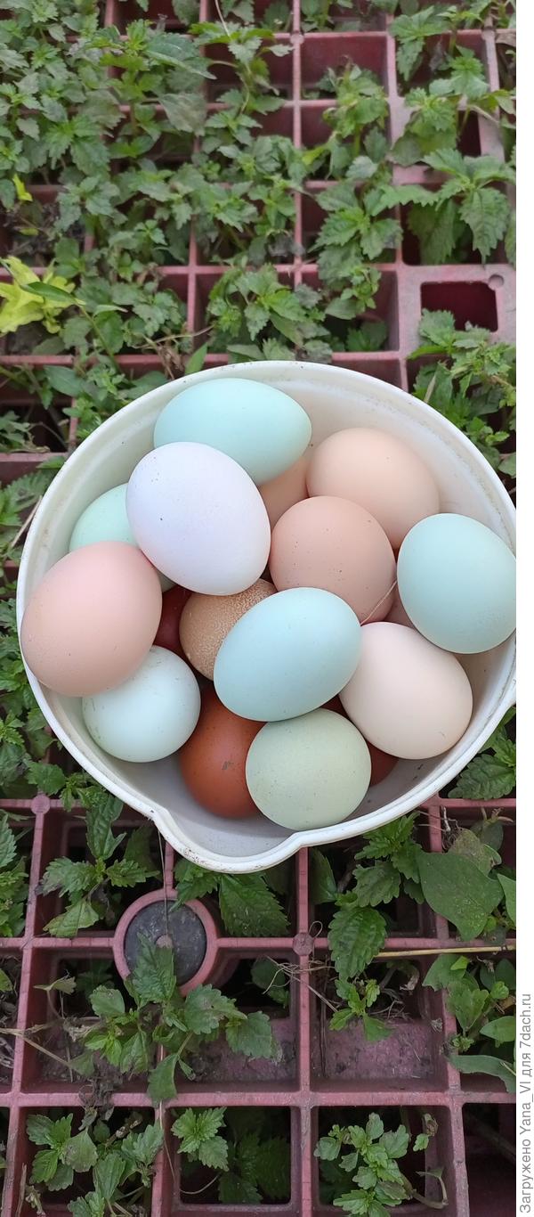 Я &quot;урожай&quot; собираю и радует глаз :)