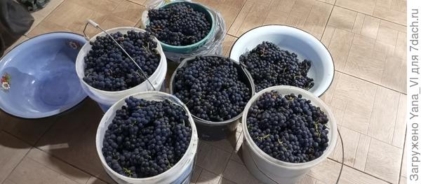 Взвесила тару отдельно, а потом с урожаем. Чистым весом вышло 43.5 кг!