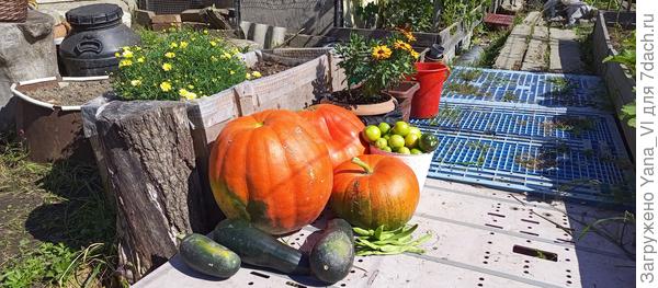Тыквы, если что, тоже не подкачали. Это остатки.