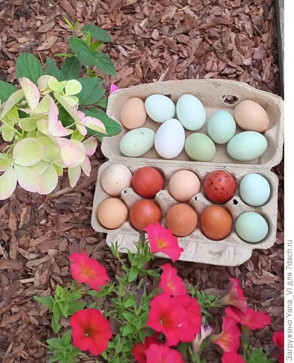 А это для Вас другой &quot;урожай&quot;