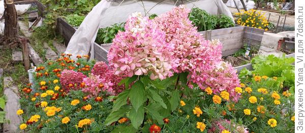 Даже гортензию почти задушили