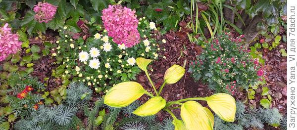 Вот сразу 2 на фото попали. Белая ещё пытается что то изобразить, а красная справа даже и не пытается :(