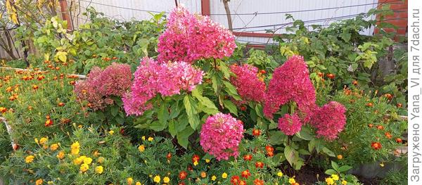 А мои принцессы утопают в бархатцах :_