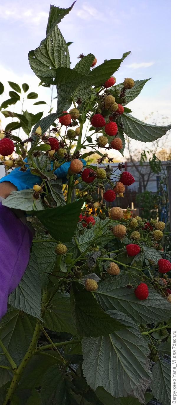 Малина вся плодами усыпана - как кё убирать?