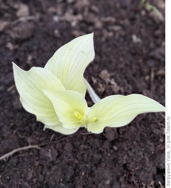 Вот, нашла фото. Белое перо. :)