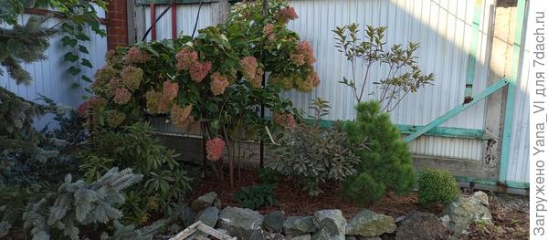 А это в сентябре. Хосту почти не видно. Да и цвет уже потемнел, не голубой.