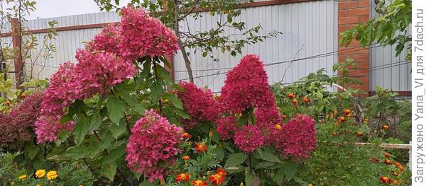 Мои осенние гортензии