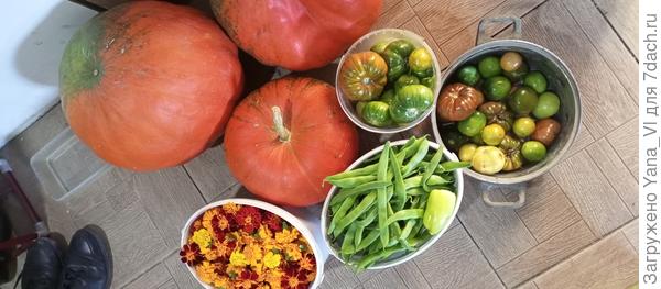 В воскресенье собирала. Даже фасоль ещё есть. Хотя ночами уже около нуля было пару раз. А фасоль заморозков очень боится. Но жива пока.