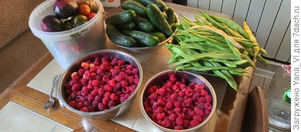 Вот такие порции через 2 дня на третий в сентябре собирала