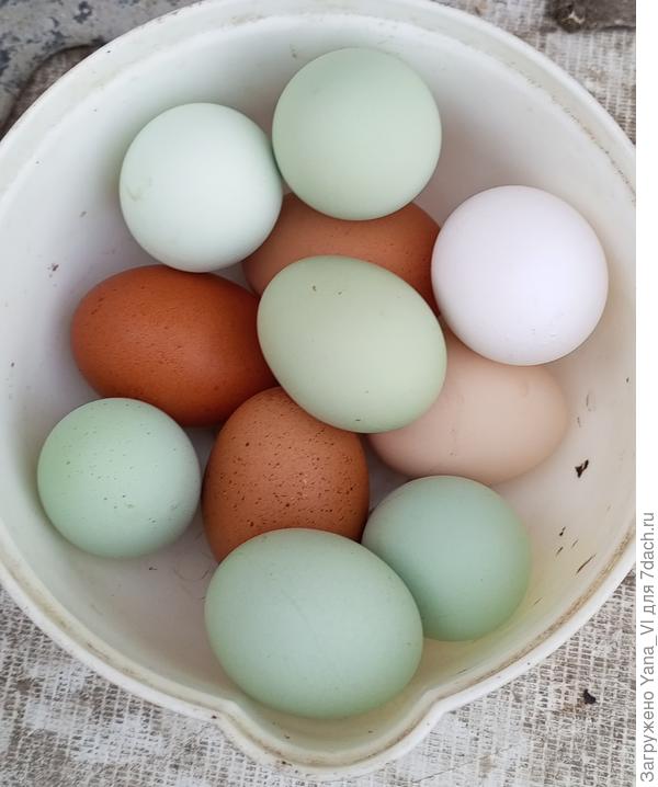 Вот вчера - всего 11, вместо обычных 20