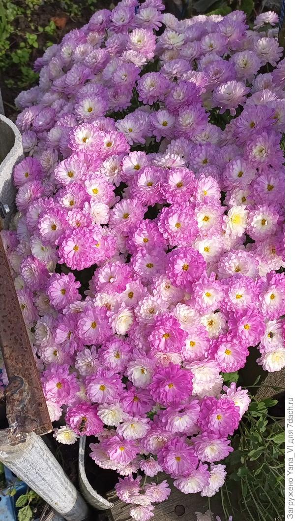 Ну а хризантемам и положено! Они же королевы осени!