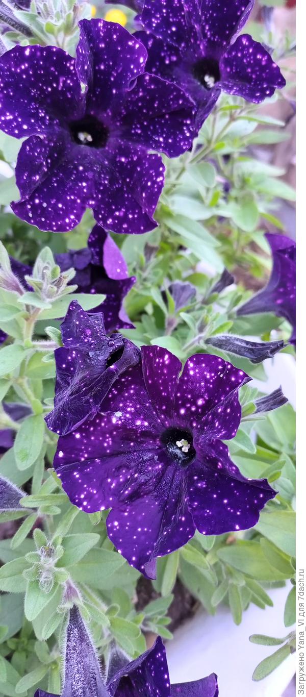 Звёздное небо