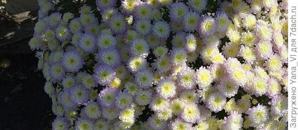 И ещё хризантема :)