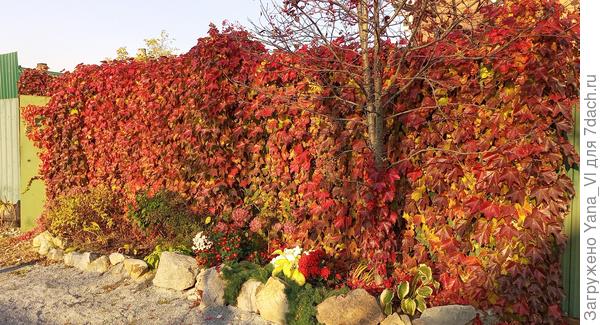 А то мой красавчик в эти выходные облетит уже. Да и заморозки нам как раз завтра обещают. Ещё немного и не смогу выкопать.