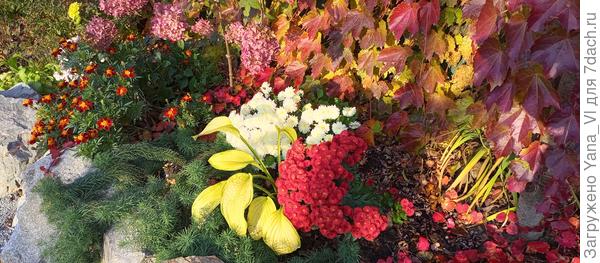 Но у нас не только петунии цветут :) хризантемы ещё