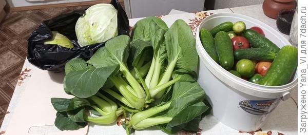 Впервые вырастила капусту Пак-Чой. Вот теперь не знаю, а как её едят? :)