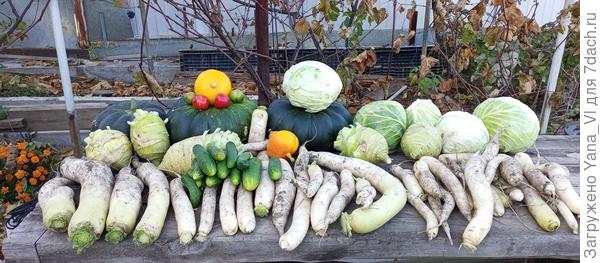 Собрала последний в этом году урожай.