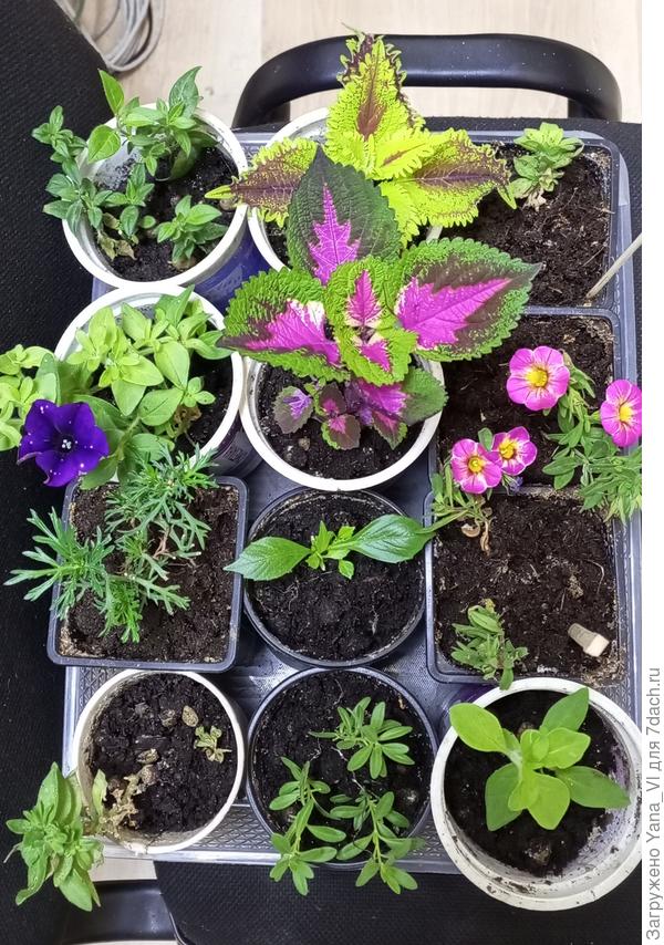 Вот так выглядели укоренённые черенки 6 ноября