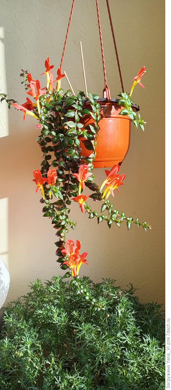 Аргирантемум большой куст внизу снимка (в бутонах но не цветёт ещё). Сверху в подвесном горшке - колумнея.