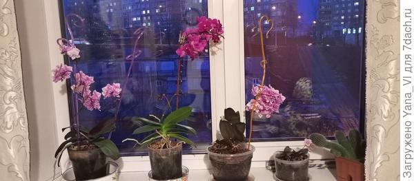 Орхидеи дома на окне тоже все цветут, даже детки
