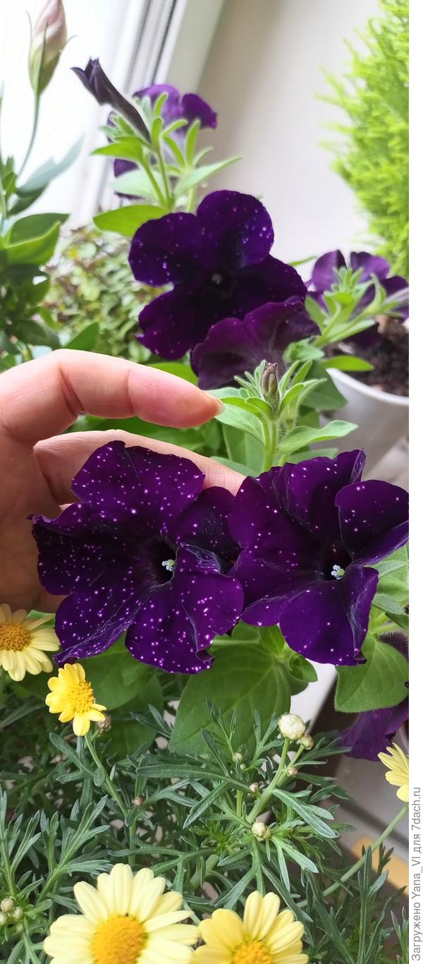 Вот такие мелкие