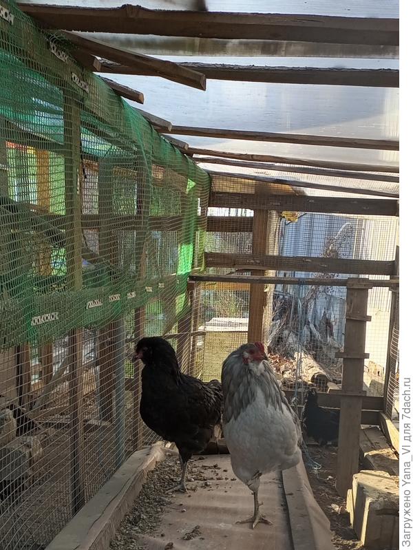 На одной ноге стоит :) зараза :) холод ворожит