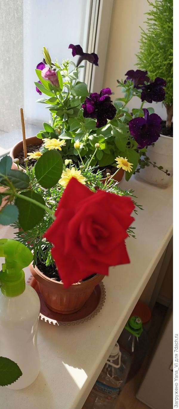 Вот здесь на фото розочка попала высокорослого вида. Это уже повторное цветение, после обрезки и пересадки.