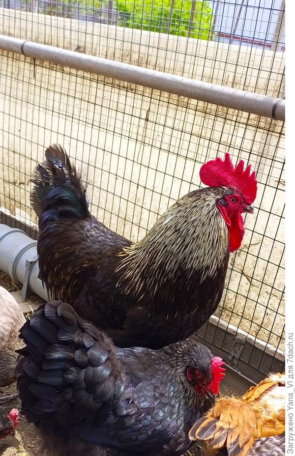 Вот у Маранов гребешок такой, как положено :)