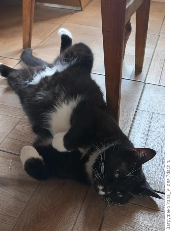 Это Коша (бывший Кащей)