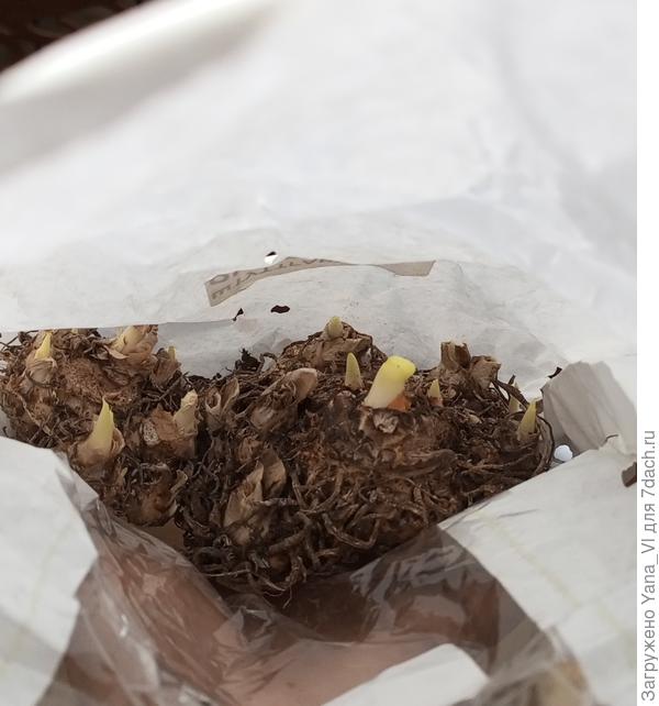 У меня вот теперь проблема - в воскресенье проверяла, как хранятся, а они уже прорастают! А ведь высадить могу только в мае... А в горшки не хочу. И вот что делать теперь, а?