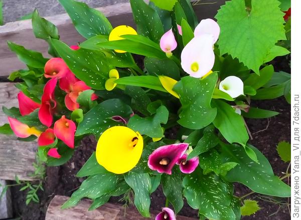 Вот такие красотки разноцветные были.