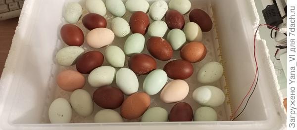 А это моя примета скорой весны :) инкубатор. Рассада будет не раньше марта.