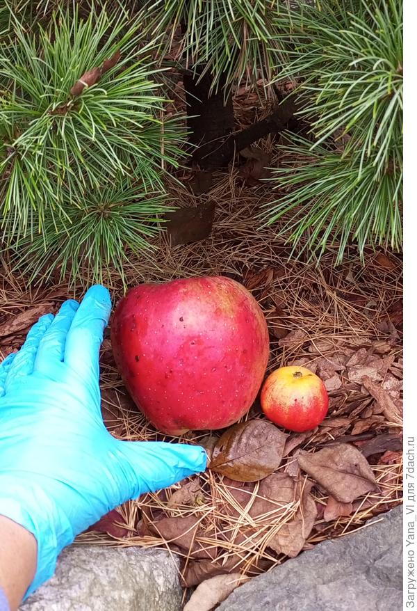 Вот оно в сравнении с яблочком ранетки, на которую привито.