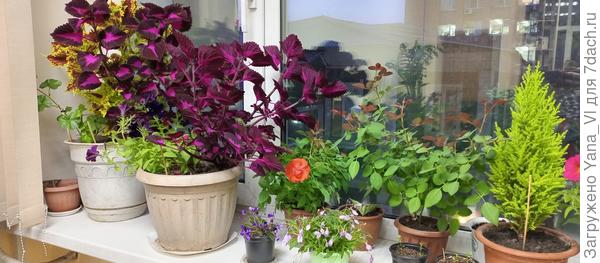 Уже несколько раз обрезала...А они всё растут и растут...