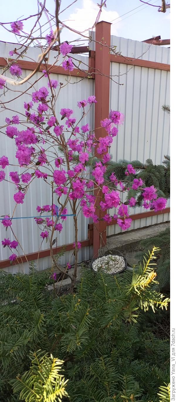 Вот этот багульник