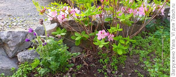 И вот этот рододендрон Шлиппенбаха