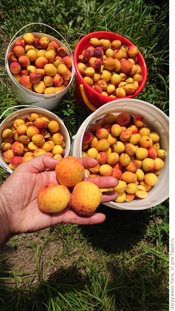 Урожай со старого, полумёртвого дерева... Лучше чем с моего, за которым постоянно ухаживаю :)