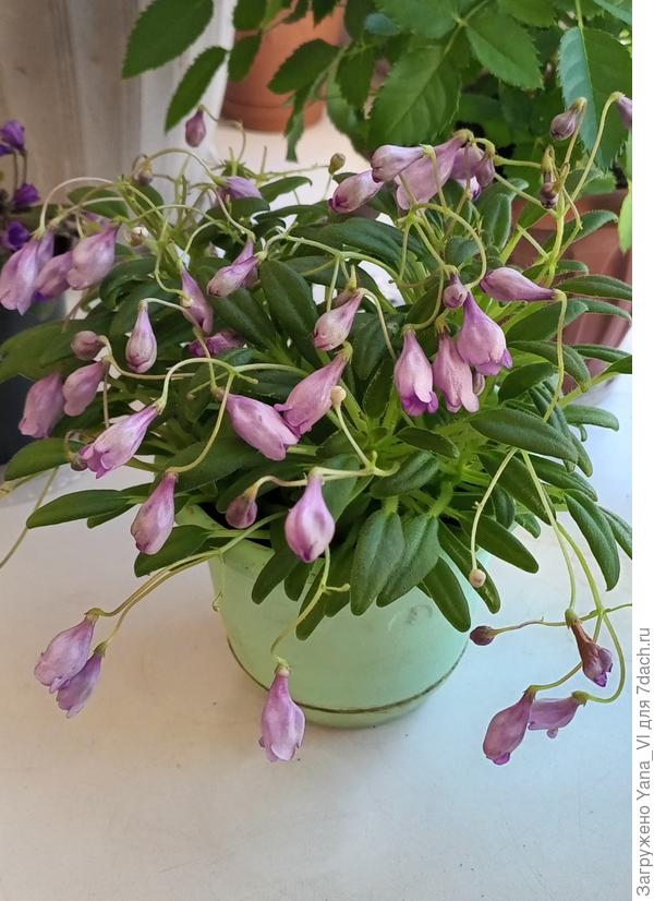 У этой на колокольчики