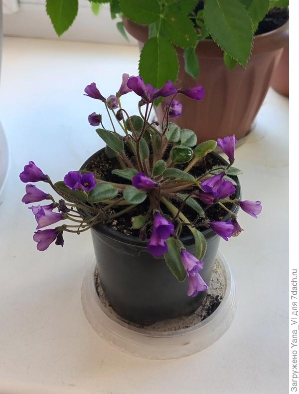 И у этой на колокольчики, но другие немного :)