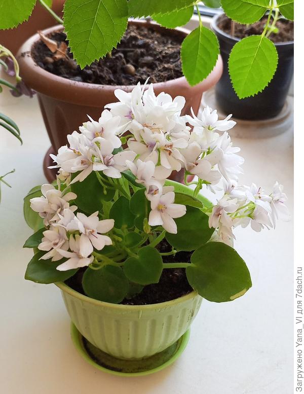 У этой цветочки похожи на ромашки