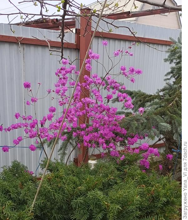 Из цветущих пока только багульник :)