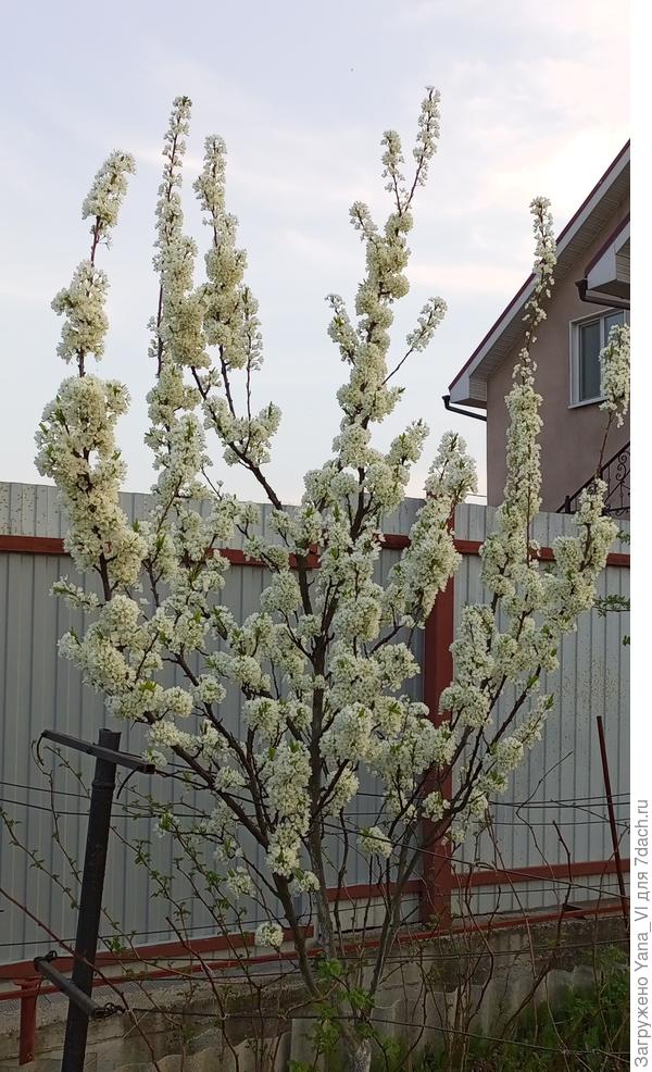 Слива цветёт :)