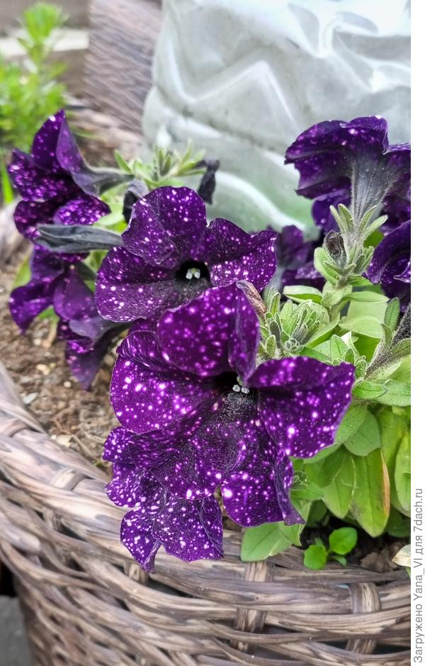Петуния Звёздное небо оказалась каким то хамелеоном. Когда зимовала у меня в помещении, была чисто фиолетового цвета, все свои звёздочки растеряла. А как только попала на улицу, на холод, так сразу покрылась "веснушками" :)