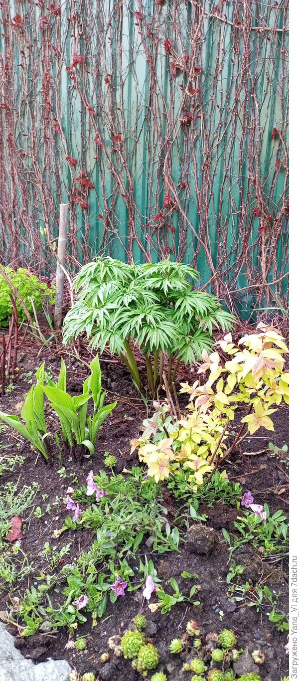 Спирея частично вымерзла, но отрастает потихоньку.