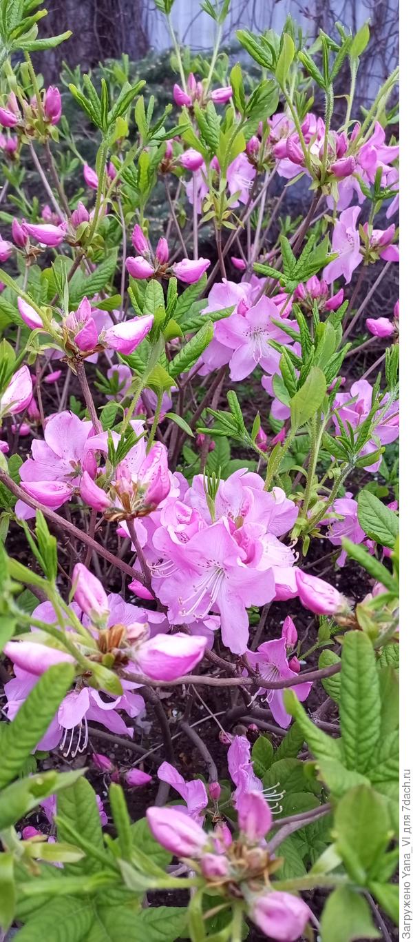 Зато у меня рододендрон расцвёл и радует!