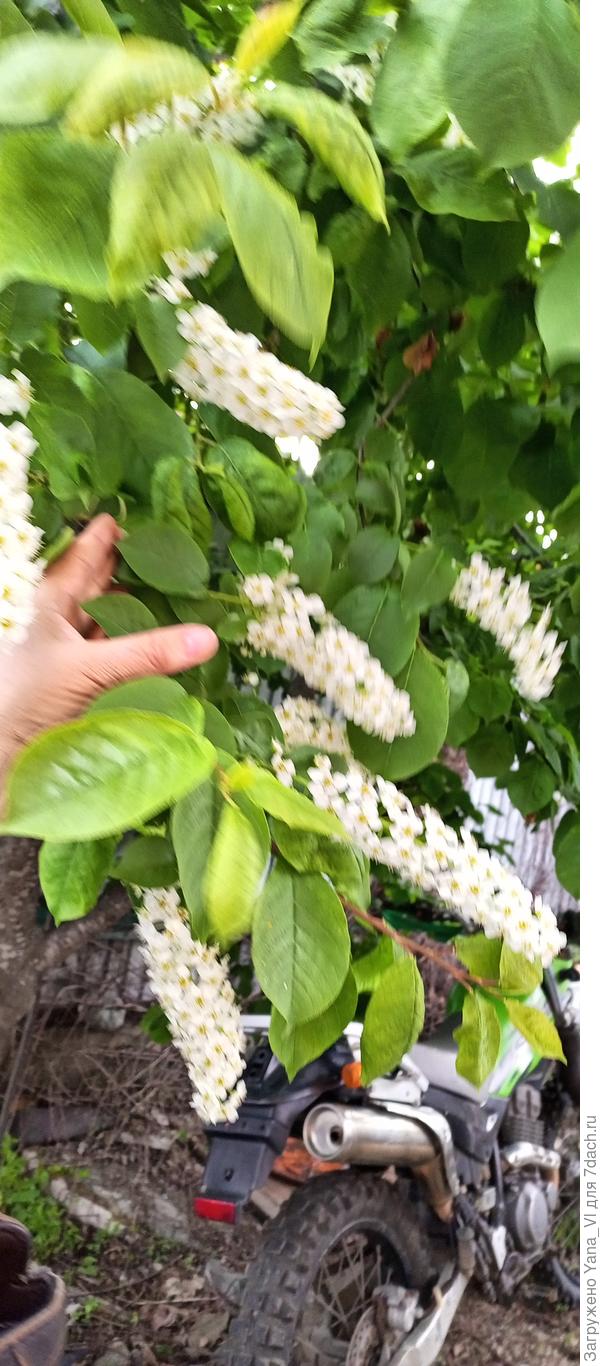 Вот только только черёмуха зацвела